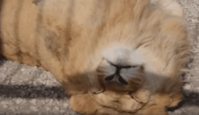 Facebook viral: mujer encuentra a enorme león presuntamente ‘muerto’, pero sucede lo impensado [VIDEO]