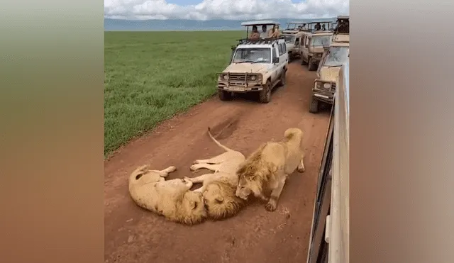 Desliza hacia la izquierda para ver la emotiva escena de los leones que son virales en YouTube.