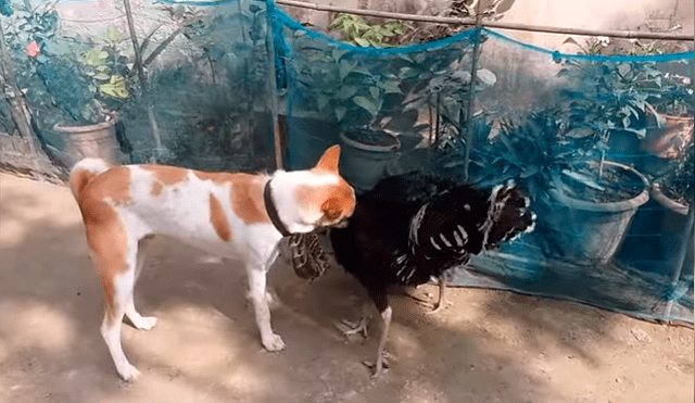 Video es viral en YouTube. Hombre grabó el curioso comportamiento que tuvo su perro cuando vio que dos de sus pavos estaban enfrascados en una feroz pelea