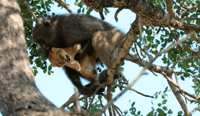 Animales recrean icónica escena de ‘El Rey León’ en la vida real [FOTOS]