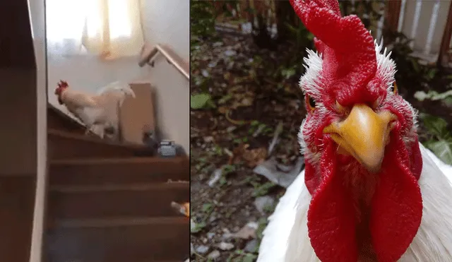 En Facebook: Gallo arruina el descanso de su dueño y arrasa en internet [VIDEO]