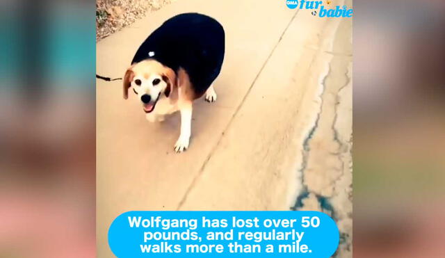 YouTube viral: perrito abandonado pierde más de 22 kilos con la ayuda de su nueva dueña