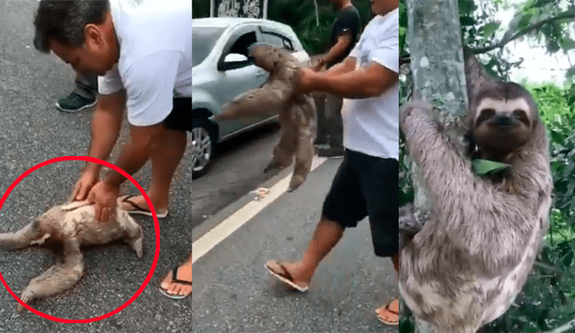 Youtube viral: Turista ayuda a oso perezoso y este le agradece con tierna reacción [VIDEO]