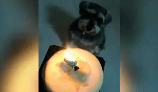 Twitter: Perro recibe singular regalo de cumpleaños de su dueña [VIDEO]