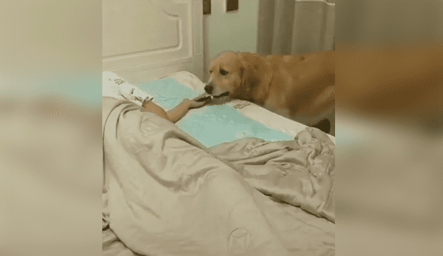 Un video viral muestra el tierno gesto que tuvo un perro al ver que su dueño se había quedado dormido.