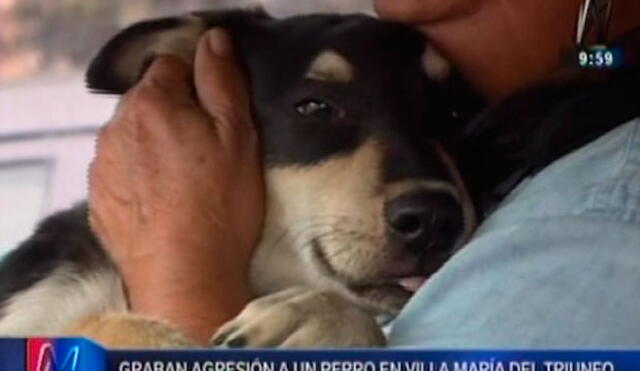 Rescatan a perro que era maltratado en Villa María del Triunfo [VIDEO]