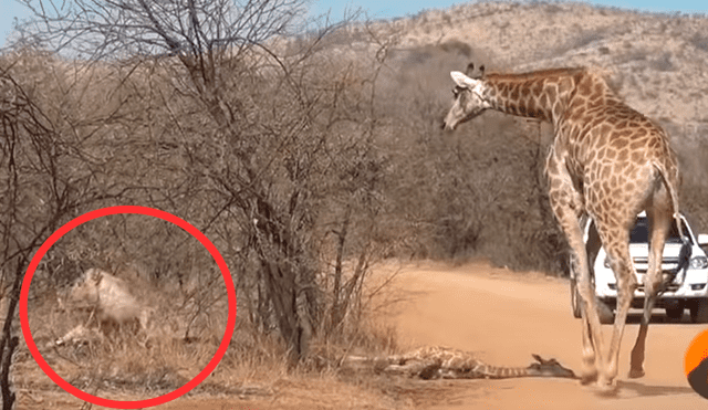 YouTube viral: jirafa hace de todo para salvar la vida de su cría que es atacada por hambrientos leones [VIDEO]