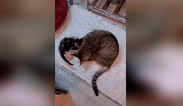 Desliza las imágenes para conocer un poco más de esta gatita que fue rescatada junto con sus bebés cuando más lo necesitaba. Foto: captura de TikTok/nico.the.wolf