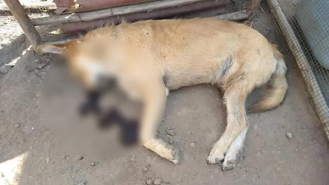 Perros rescatados fueron envenenados dentro de albergue