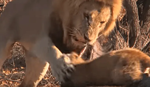 El cachorro no tuvo temor de enfrentar al enorme león mientras devoraban un ñu. Foto: captura