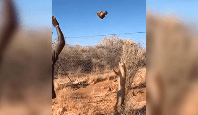 El felino se ayudó de las rejas para dar un salto de más de dos metros de alto. Foto: captura