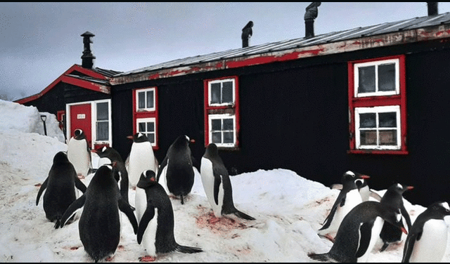 Dentro de las responsabilidades del equipo estaba el vigilar a los más de 1,000 pingüinos juanito de las Islas Malvinas. Foto: BBC News Mundo