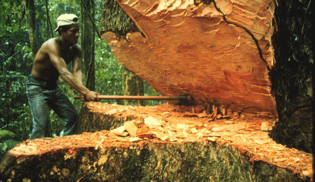 Minam: “La deforestación ha crecido en los últimos años”