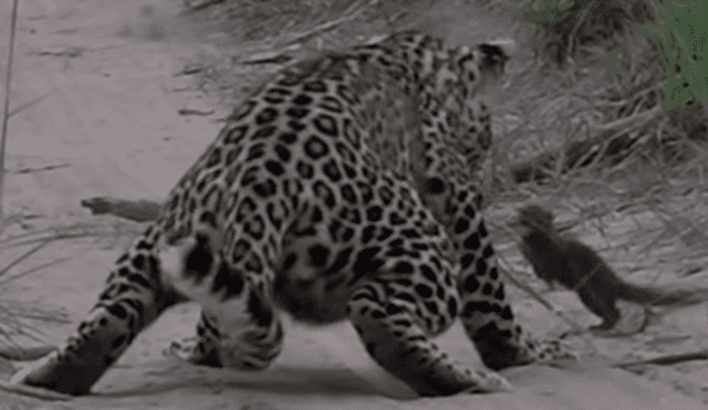 YouTube viral: un leopardo le tendió trampa a marmota bebé y tuvo inesperado final [VIDEO] 