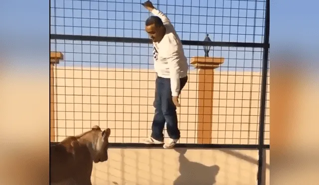 YouTube viral: le hacen creer que era una tierna leona, ingresa a jaula para tomarse foto y sucede lo peor