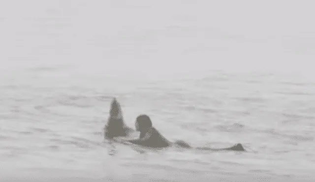 Desliza hacia la izquierda para ver las imágenes del viral de YouTube de la foca emergiendo del mar.