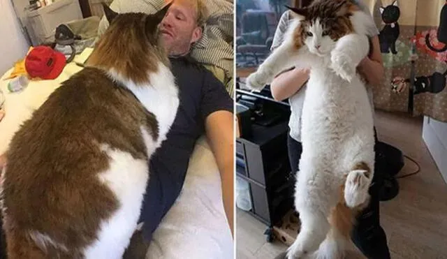 Samson: ¿Cuánto pesa el gato más gordo del mundo?