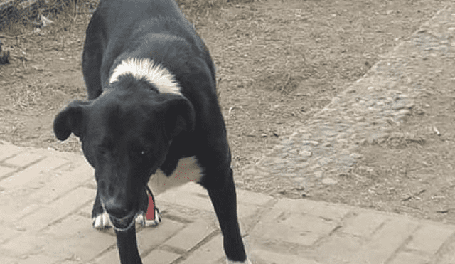 Desliza cada foto hacia la izquierda para ver las imágenes del viral de Facebook del radical cambio de un perro callejero.