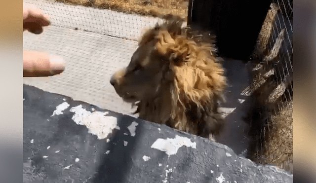 Desliza hacia la izquierda para ver la efusiva reacción del león con su amo que se volvió viral en Facebook.