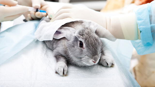 Colombia: Legislativo prohíbe pruebas en animales para producir cosméticos