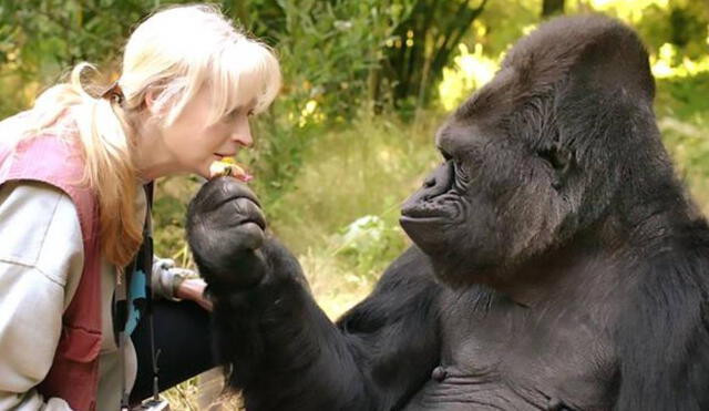 Desliza para ver las mejores imágenes de Koko. Foto: Captura/YouTube/Experto Animal