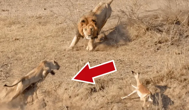 YouTube: león intenta cazar a un impala y leona lo detiene por insólito motivo que asombra a miles [VIDEO]