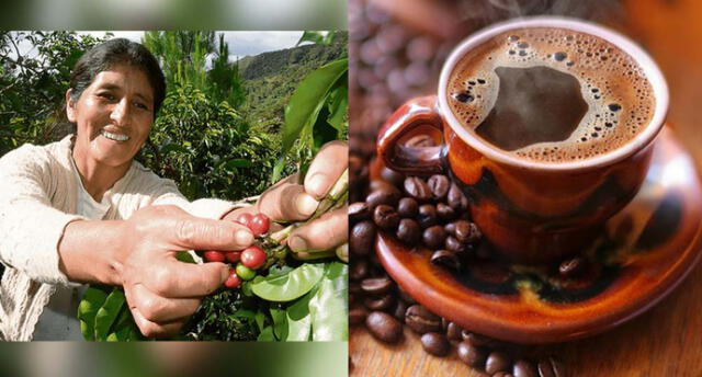 Cusco: Especialistas del café a nivel mundial se darán cita en Quillabamba