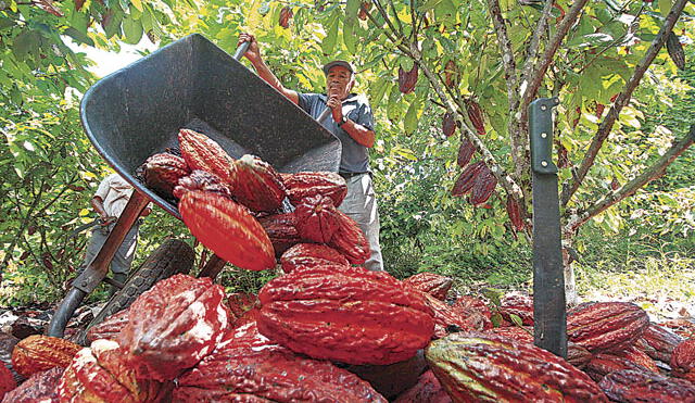 Puno: productores de Carabaya piden apoyo para exportar piña y cacao  