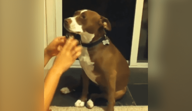Facebook viral: chica le corta las uñas a su perro y este tiene una dramática reacción. Si quieres verlo desliza cada imagen hacia la izquierda.
