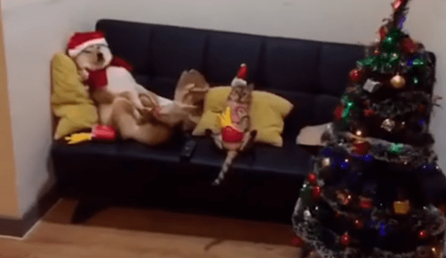 Facebook: Joven armó el árbol de Navidad y sus mascotas tuvieron inesperada reacción