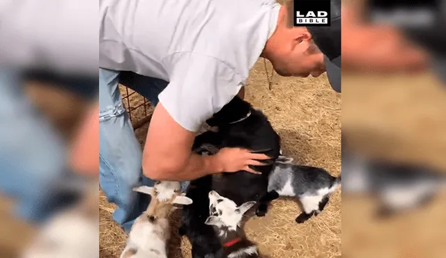 Facebook viral: cabras bebés se trepan encima de su amo para recibir un inesperado gesto [VIDEO]