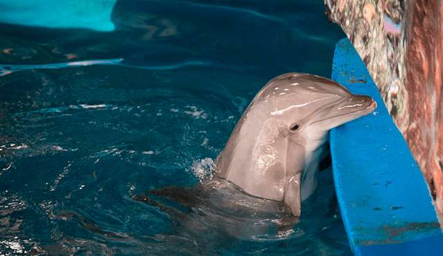 Un extraño virus acaba con la vida de la delfín más longeva de Barcelona