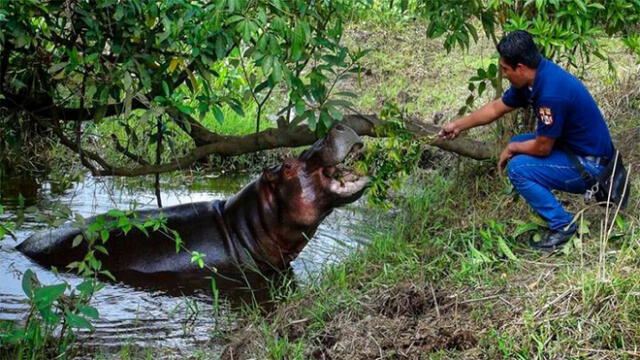 Dos hipopótamos fueron enviados a Ecuador y otros dos a Uruguay. Foto: AP.