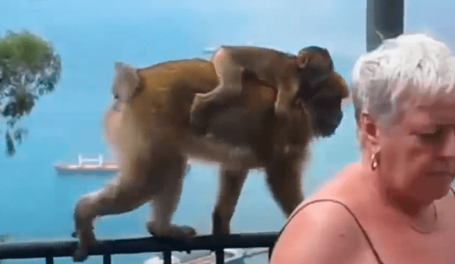 Facebook viral: mono con su cría se lanza sobre mujer para quitarle un helado [VIDEO]