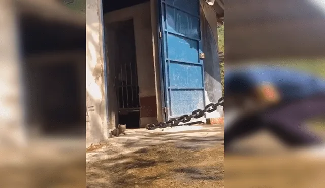 En YouTube, un hombre lidiaba con un enorme animal atado con unas cadenas y sorprendió a sus vecinos.