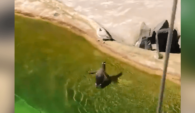 Facebook viral: pingüino no quiere que ave tome agua de su laguna y lo ataca sin piedad [VIDEO] 