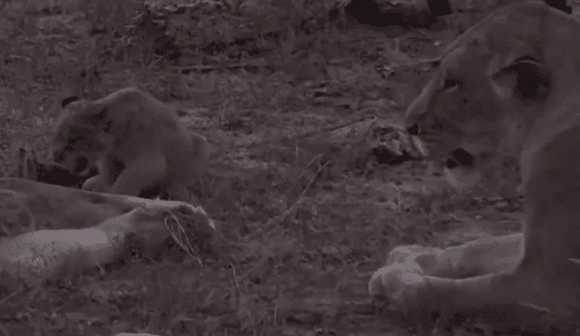 Turistas se topan con familia de leones y graban conmovedora escena jamás antes vista.