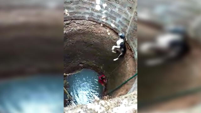 Desliza para enterarte cómo logra esta mujer rescatar a un pobre perrito atrapado en el fondo de un pozo. Foto: Captura.