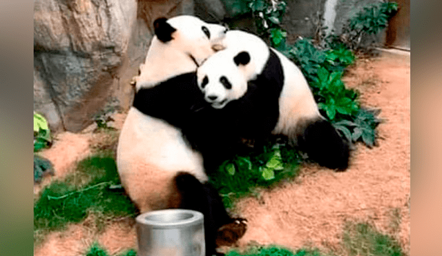 Ambos osos panda de un zoológico de Hong Kong habrían intentado aparearse sin éxito por mucho tiempo.