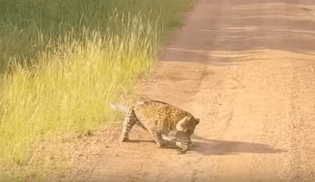 Captan a lagartija peleando con leopardo hambriento para no ser devorada y ocurre lo impensado [VIDEO] 