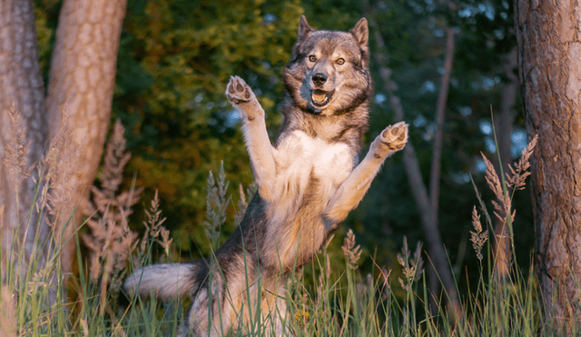 Facebook: lobo salvaje fue adoptado y criado como un perro doméstico [VIDEO]