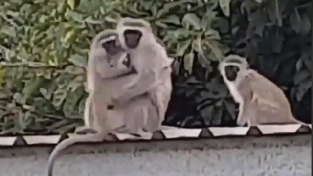 Facebook: Un conmovedor encuentro entre un mono y su mamá genera ternura en las redes [VIDEO]