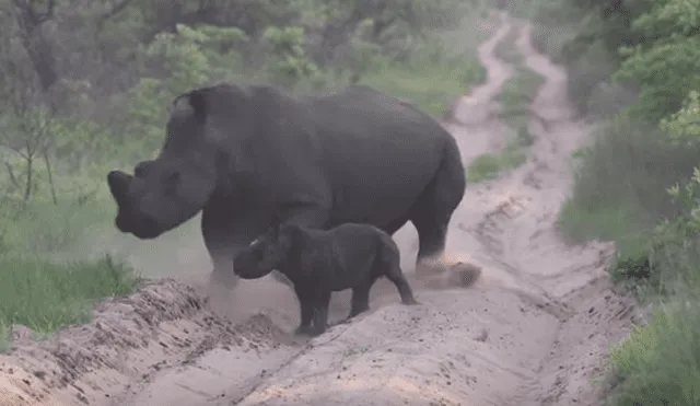 Desliza hacia la izquierda para ver a la mamá rinoceronte jugando con su bebé. Escena viral de Facebook.