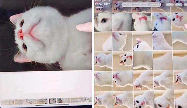 Desliza las imágenes hacia la izquierda para descubrir la travesura de un gato tras quedarse solo en casa. Foto: Douyin / xiaoaierniu