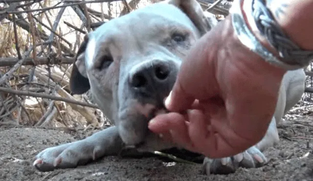 Perro que vive en la calle recibe caricias luego de mucho tiempo y su reacción sorprende en redes [VIDEO]