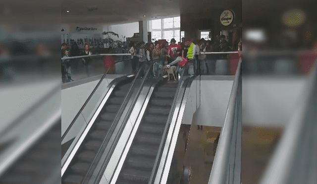 Peruano grabó el curioso momento en el que personal de seguridad de Real Plaza ayuda a un temeroso perro a bajar del segundo piso