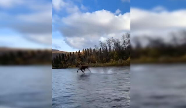 Desliza hacia la izquierda para ver más imágenes de este impresionante momento captado en un río de Alaska. (Foto: captura de YouTube)