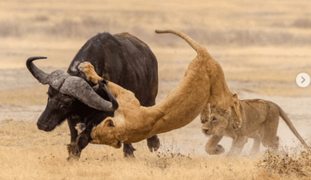 Leona intenta cazar a un búfalo para enseñarle a sus cachorros pero sucede lo imprevisto [FOTOS]