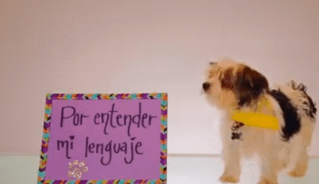 Facebook viral: Perros dedican tierno mensaje para sus mamás por el Día de la Madre [VIDEO] 