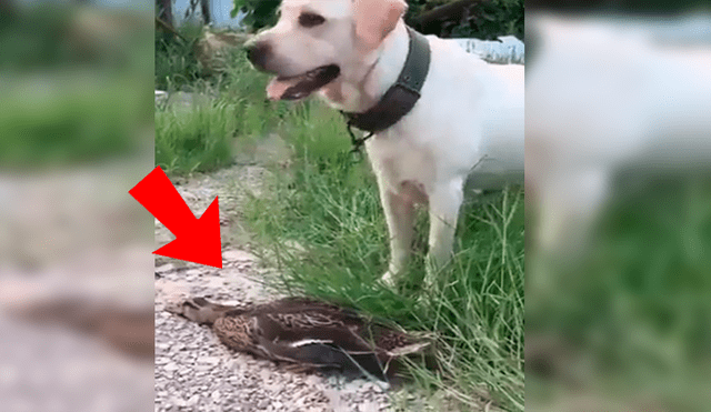 YouTube viral: perro cazador fue ‘troleado’ que se hizo el muerto y luego escapó 
